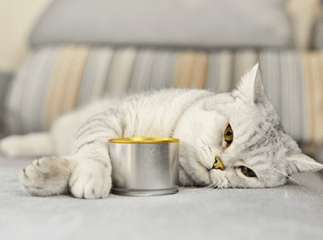 Alimentation du chat âgé